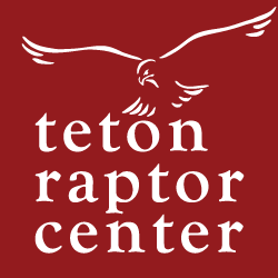 Teton Raptor Center