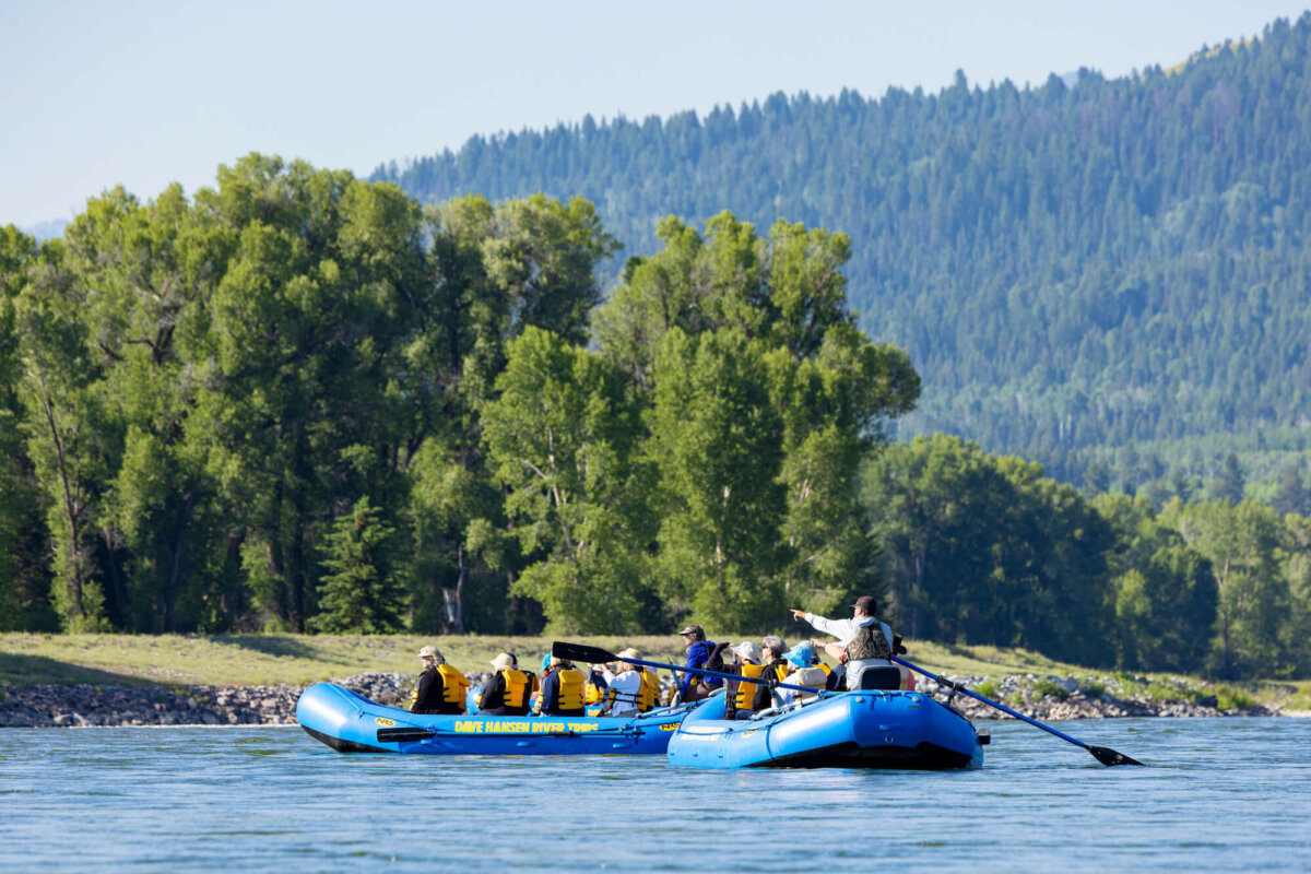 A Dave Hansen River Trips guide stands and points out wildlife to guests on two rafts floating side by side on a calm, sun-lit stretch of the Snake River with green cottonwoods behind them.